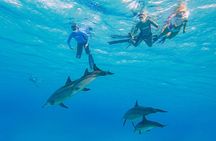 Dolphin House Samadai Reef Boat Snorkeling Trip from Marsa Alam