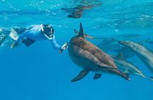 Dolphin House Samadai Reef Boat Snorkeling Trip from Marsa Alam