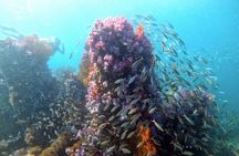 2 Fun Divers for Certified Divers in Thailand