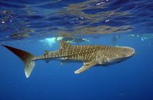 Deluxe Mega Fauna Humpback or Whaleshark Swim Ningaloo Reef