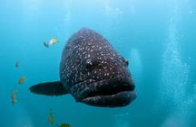 Muiron Islands Snorkeling in Exmouth