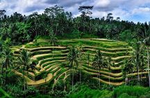 Ubud Highlight Private Charter with Jungle Swing