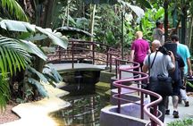 Wildlife and Flora Science Forest Tour + Black River Bridge