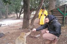 Private Day Tour from Fez to the Middle Atlas