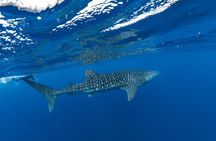 7 Hours Off Peak Whale Shark and Ningaloo Reef Tour in Exmouth
