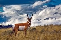 Grand Teton and its Wildlife: Private Guided Tour
