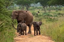 3-Day Ultimate Big Five Safari - Murchison Falls & Rhinos