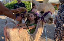 Calabrian Alpacas Sunset Beach Experiences Pizzo VV AlpacSelfies 