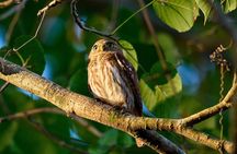 Birdwatching in a private nature reserve 