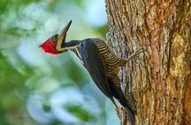 Birdwatching in a private nature reserve 