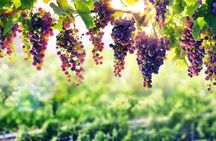 Discover Essence of Cyprus Wines: Private Tsangarides Winery Tour