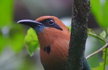 Full Day Private Bird and Nature Sightseeing Tour in Pipe Line 