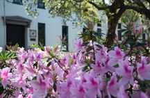 Private Savannah Driving Tour