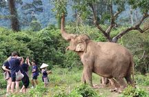 Half Day Elephant Home Sanctuary in Samui