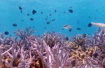 Ningaloo Reef Snorkel Adventure