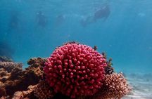 Ningaloo Reef Snorkel Adventure