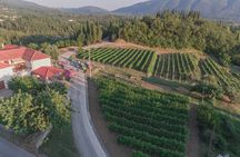 Konavle Tradition & Vines: Brajković Winery Journey