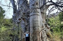 From Praia, Baobab Mysterious Tree, Green Valley & Old City Hike