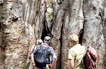 From Praia, Baobab Mysterious Tree, Green Valley & Old City Hike
