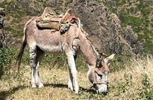 From Praia, Baobab Mysterious Tree, Green Valley & Old City Hike