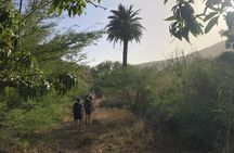 From Praia, Baobab Mysterious Tree, Green Valley & Old City Hike