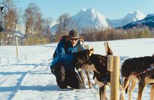 Husky Experience and Dog Sled Driving