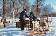 Husky Experience and Dog Sled Driving