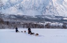 Husky Experience and Dog Sled Driving