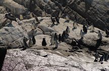 Private Nautical Tour Penguin Island, Cachagua, Valparaíso