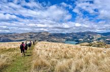 Full Day Guided Walking Tour and Picnic around Godley Head