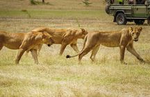 Selous Luxury Day Safari with Photographer