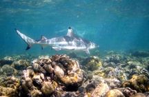 From Phi Phi: PADI Open Water Course *eLearning (2+ days)