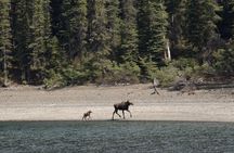 Wild Adventure Yukon Tour into Canada including City and Summit