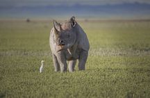 Ngorongoro Crater Day Trip – Shared Group Safari
