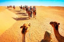 Tranquil Sands A Serene Desert Safari Experience 