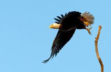 Photograph low country wildlife with a professional photographer