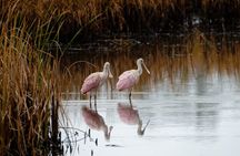 Photograph low country wildlife with a professional photographer