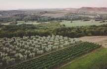 Authentic Istrian Farm-to-Table story with guided walk