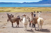 Full Day Tour To The Salt Lake Salinas in Arequipa