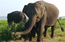 Colombo city tour & Galle fort one day excursion with Tharindu 