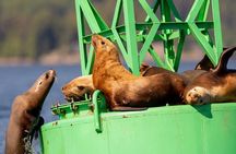 Whale Watching and Wildlife Adventure in Sitka