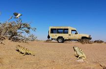 Living Desert Eco Dune Tour