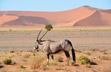 2 Days Guided Tour in Sossusvlei and Sandwich Harbor
