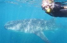 Intimate Eco-Friendly Whale Shark Encounter - Premium Service