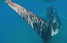 Intimate Eco-Friendly Whale Shark Encounter - Premium Service