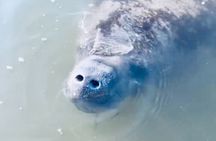 Dolphin and Manatee Kayak and SUP Adventure Tour of Cocoa Beach