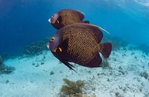 Klein Bonaire Marine Park Snorkeling Excursion