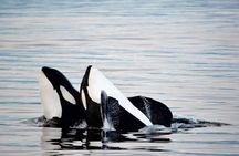 Icy Strait Whale & Wildlife Endeavor