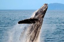 Icy Strait Whale & Wildlife Endeavor