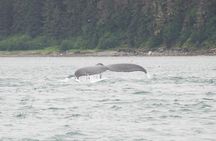Icy Strait Whale & Wildlife Endeavor